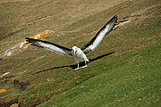 Picture 'Ant1_1_0445 Black-browed Albatross, Falkland Islands, Saunders Island, Antarctica and sub-Antarctic islands'